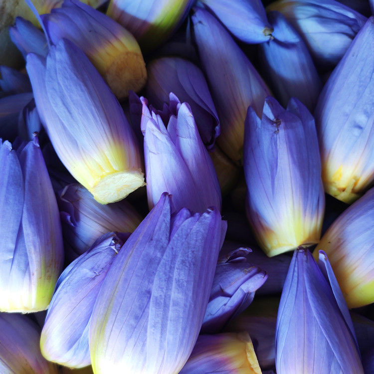 25-50 Grams dried Blue Lotus flower